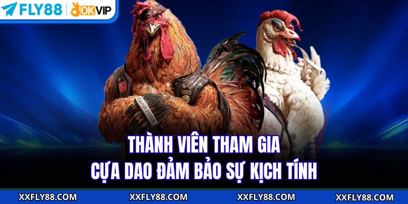 Thành viên tham gia cựa dao đảm bảo sự kịch tính